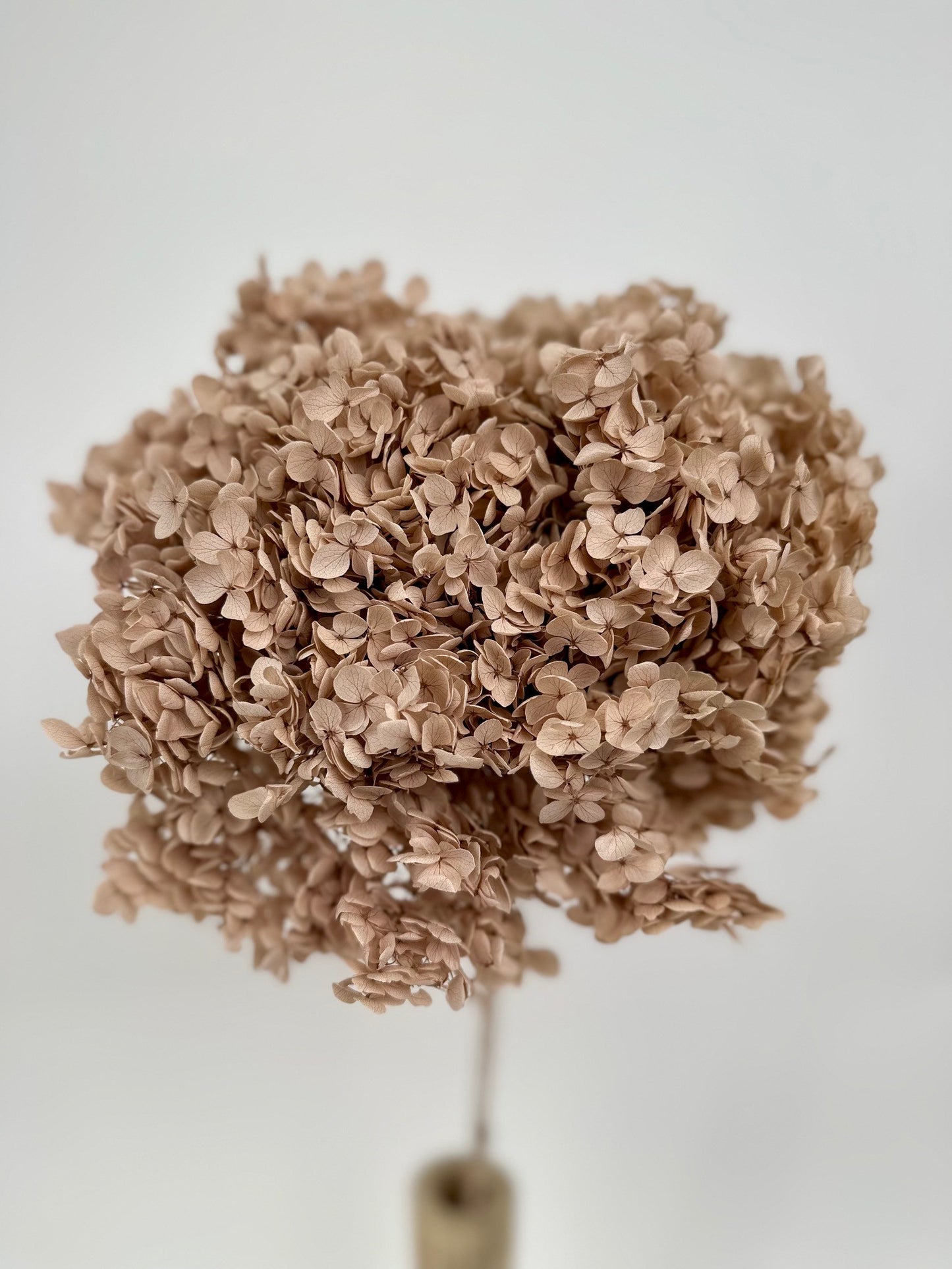 Bakewareind Dried Hydrangeas Leaves Preserved, Natural Brown