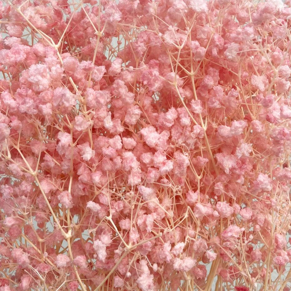 Bakewareind Baby Breath Gysophilia Dried Flower, Baby Pink - Bakeware India