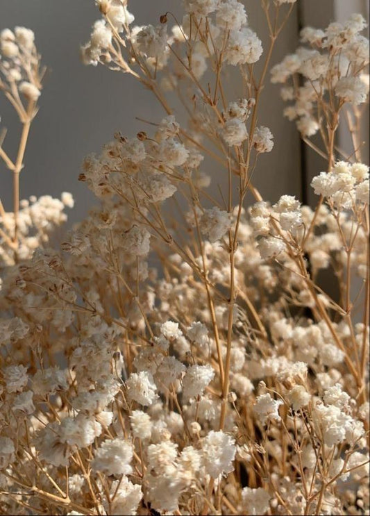 Bakewareind Baby Breath Gysophilia Dried Flower, Beige - Bakeware India