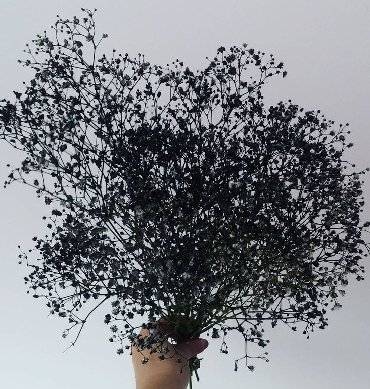 Bakewareind Baby Breath Gysophilia Dried Flower, Black - Bakeware India