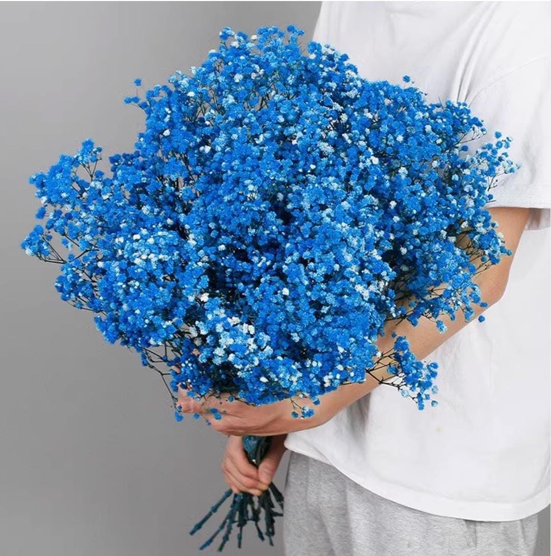 Bakewareind Baby Breath Gysophilia Dried Flower, Blue - Bakeware India