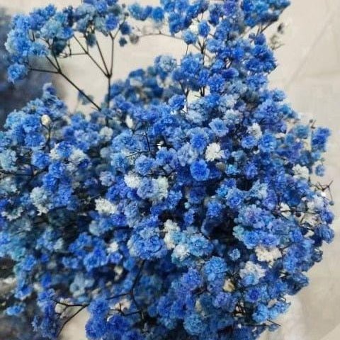 Bakewareind Baby Breath Gysophilia Dried Flower, Blue - Bakeware India