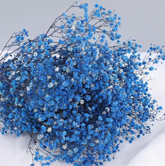 Bakewareind Baby Breath Gysophilia Dried Flower, Blue - Bakeware India