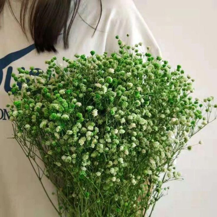 Bakewareind Baby Breath Gysophilia Dried Flower, Green - Bakeware India