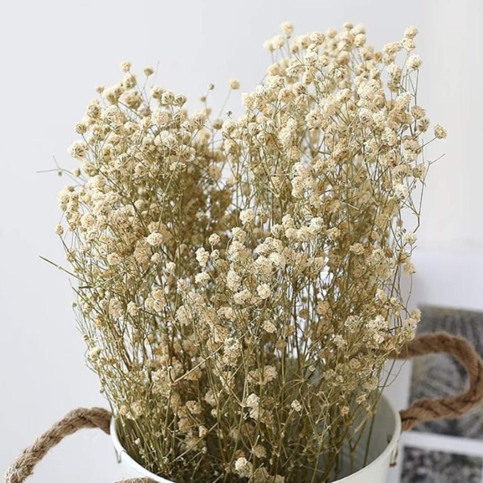 Bakewareind Baby Breath Gysophilia Dried Flower, Natural White - Bakeware India