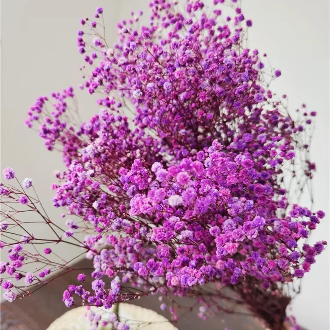 Bakewareind Baby Breath Gysophilia Dried Flower, Purple - Bakeware India
