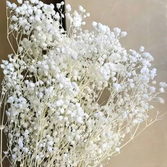 Bakewareind Baby Breath Gysophilia Dried Flower, White - Bakeware India