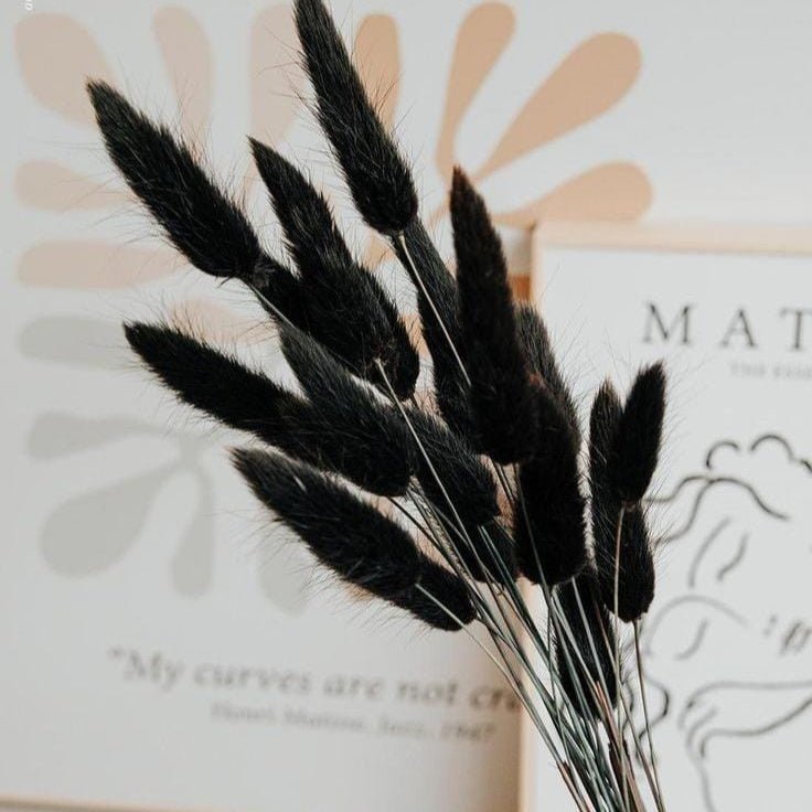 Bakewareind Bunny Tails Natural Dried Flower, Black - Bakeware India