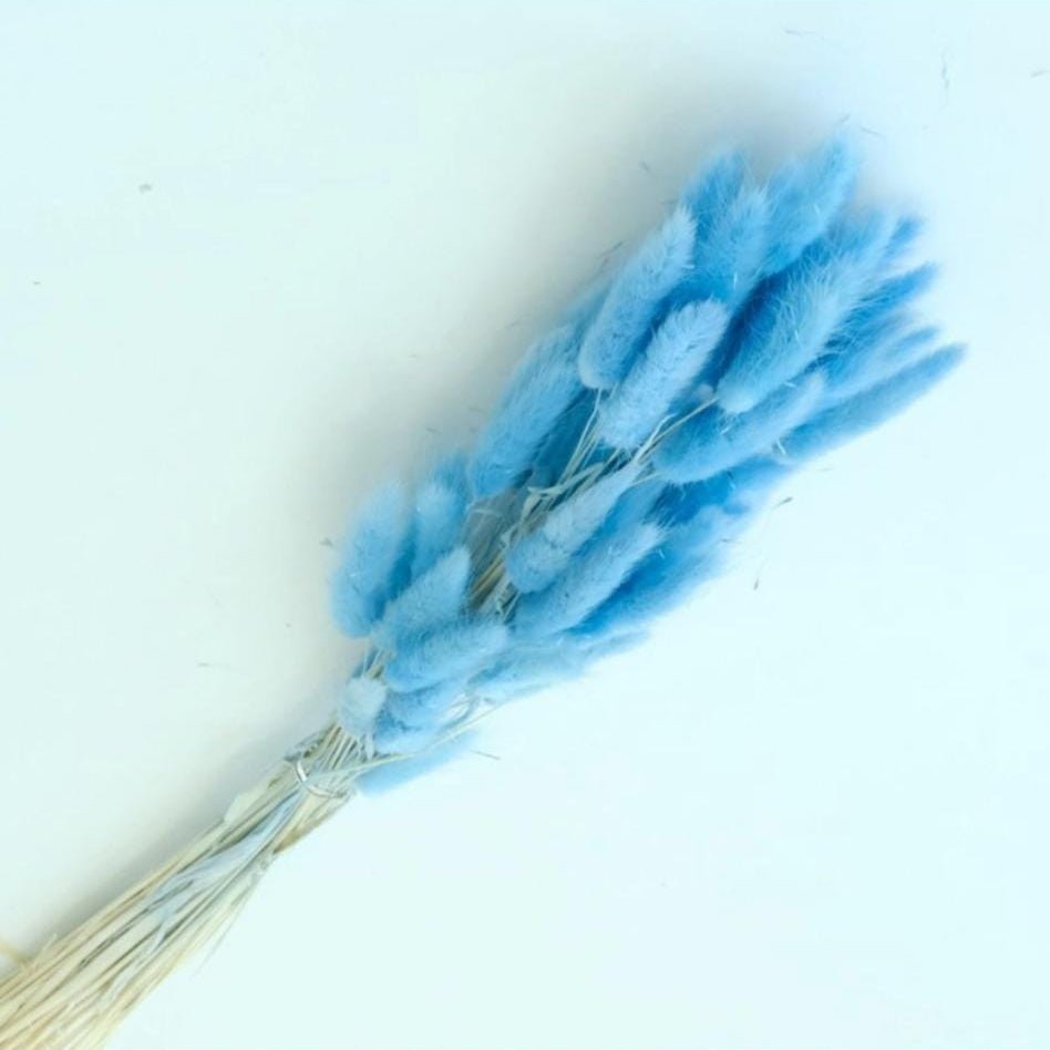 Bakewareind Bunny Tails Natural Dried Flower, Blue - Bakeware India