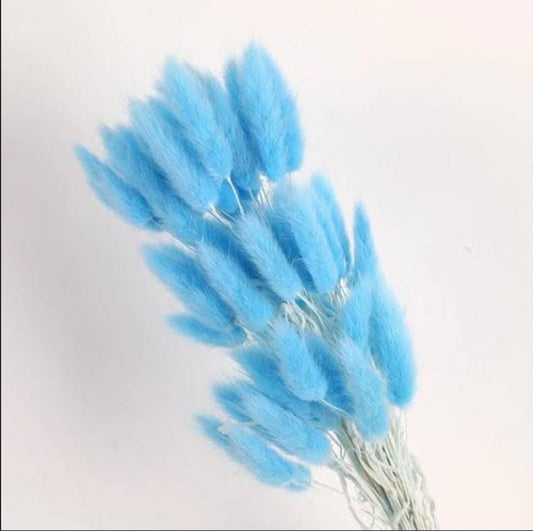 Bakewareind Bunny Tails Natural Dried Flower, Blue - Bakeware India