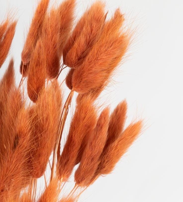 Bakewareind Bunny Tails Natural Dried Flower, Burnt Orange - Bakeware India