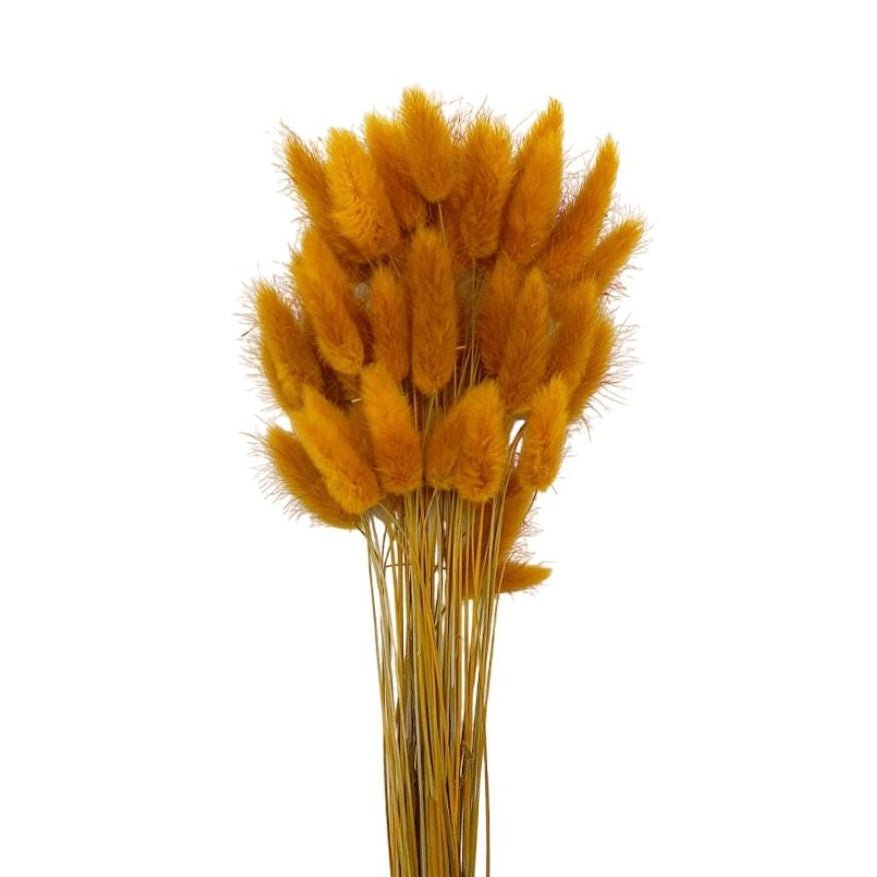 Bakewareind Bunny Tails Natural Dried Flower Preserved , Golden Sunny - Bakeware India