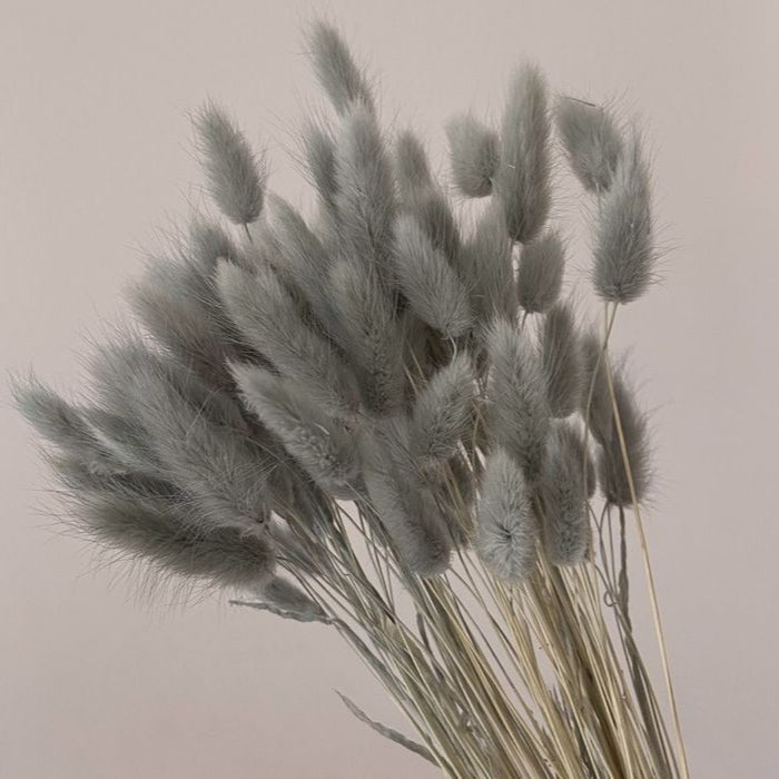 Bakewareind Bunny Tails Natural Dried Flower Preserved, Grey - Bakeware India