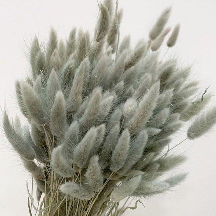 Bakewareind Bunny Tails Natural Dried Flower Preserved, Grey - Bakeware India