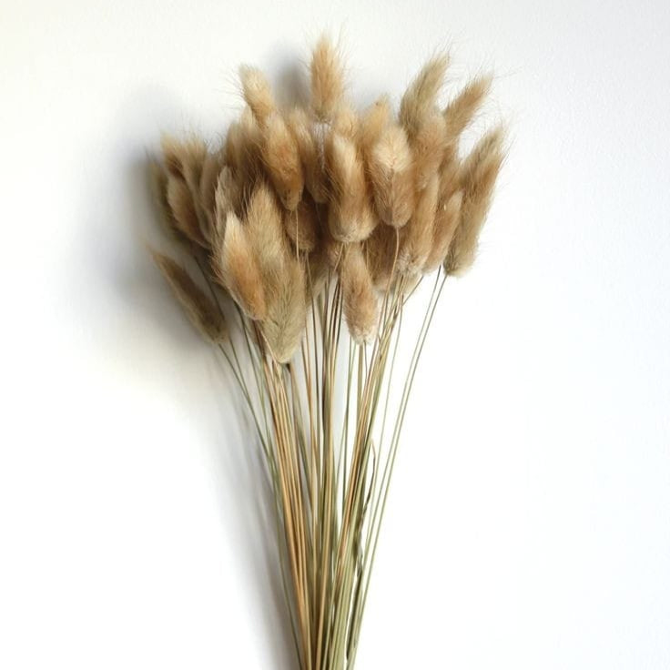 Bakewareind Bunny Tails Natural Dried Flower Preserved, Natural brown - Bakeware India