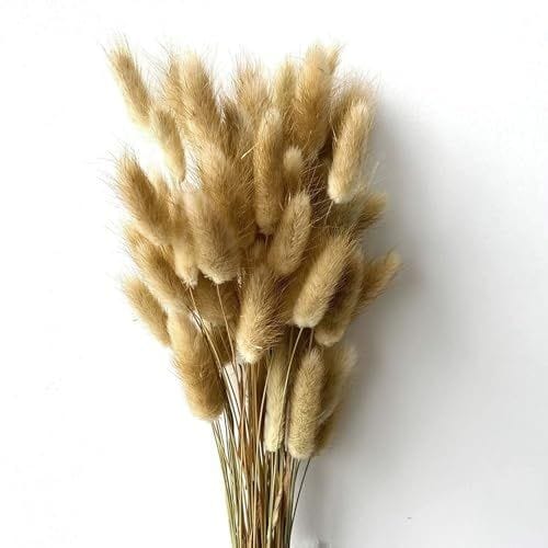 Bakewareind Bunny Tails Natural Dried Flower Preserved, Natural brown - Bakeware India