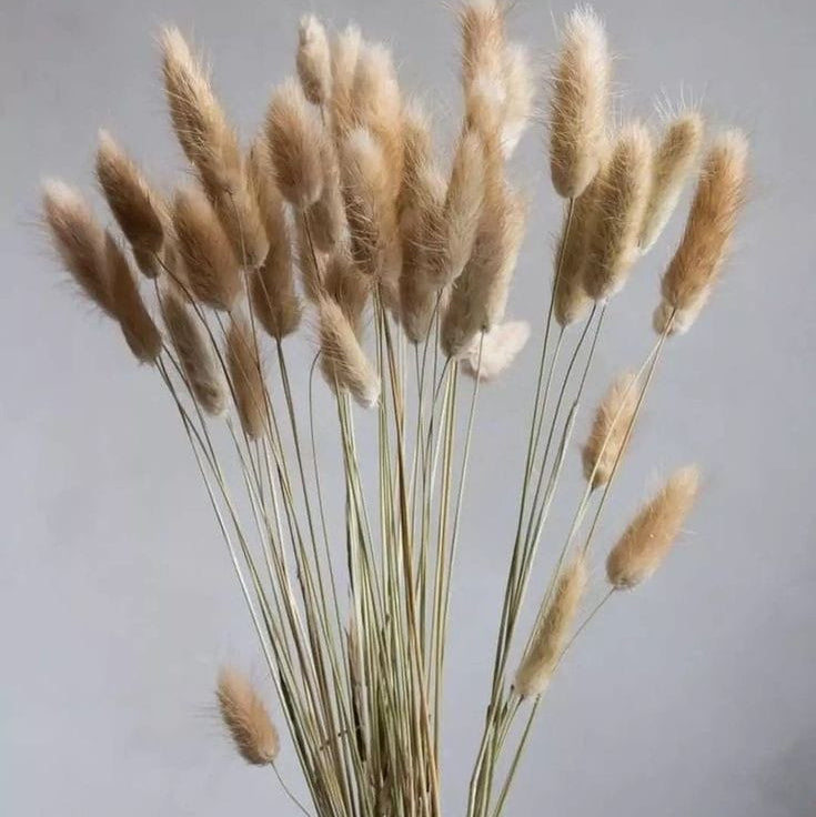 Bakewareind Bunny Tails Natural Dried Flower Preserved, Natural brown - Bakeware India