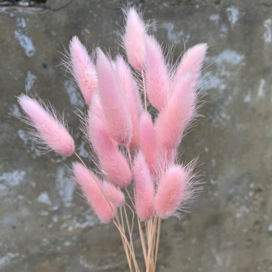 Bakewareind Bunny Tails Natural Dried Flower Preserved, Pink - Bakeware India