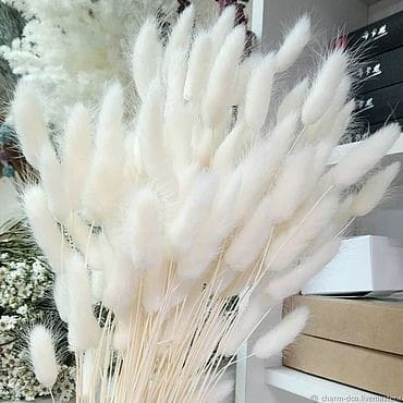 Bakewareind Bunny Tails Natural Dried Flower, White - Bakeware India