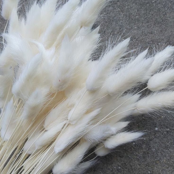 Bakewareind Bunny Tails Natural Dried Flower, White - Bakeware India