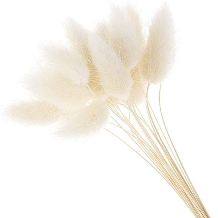 Bakewareind Bunny Tails Natural Dried Flower, White - Bakeware India