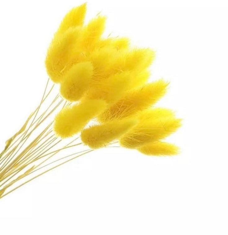 Bakewareind Bunny Tails Natural Dried Flower, Yellow - Bakeware India
