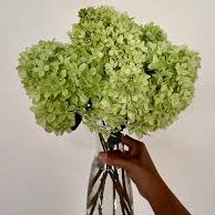 Bakewareind Dried Cone Hydrangeas Leaves Preserved, Natural Green - Bakeware India