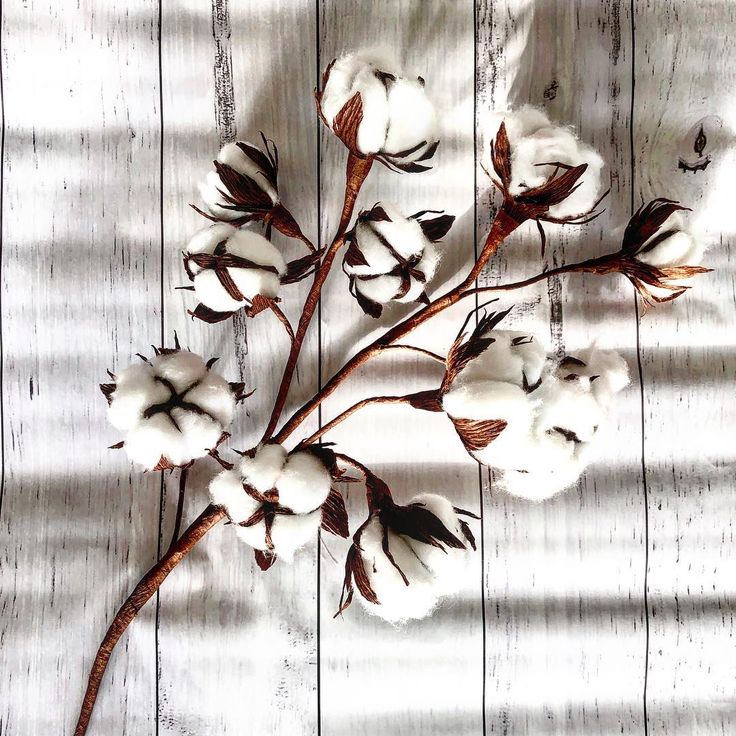 Bakewareind Dried Cotton Flower Natural - White, 10 sticks - Bakeware India
