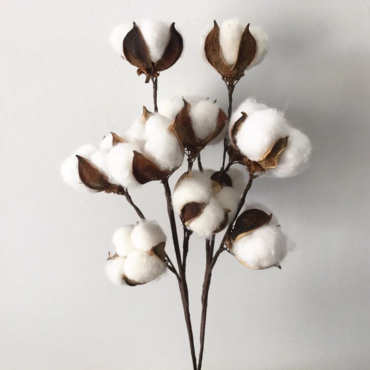 Bakewareind Dried Cotton Flower Natural - White, 10 sticks - Bakeware India