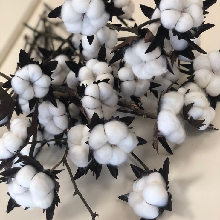 Bakewareind Dried Cotton Flower Natural - White, 10 sticks - Bakeware India