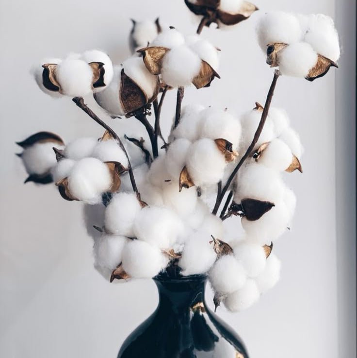 Bakewareind Dried Cotton Flower Natural - White, 10 sticks - Bakeware India
