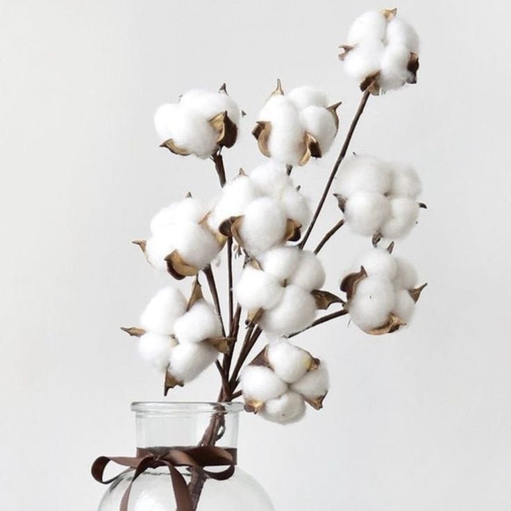 Bakewareind Dried Cotton Flower Natural - White, 10 sticks - Bakeware India
