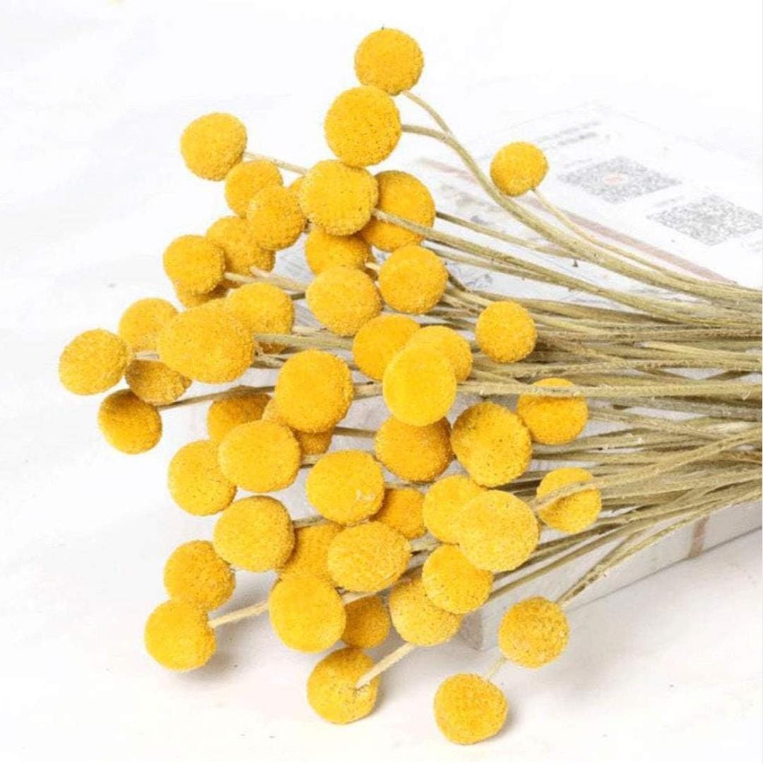 Bakewareind Dried Crasspedia Billy Balls Flower, Yellow - Bakeware India