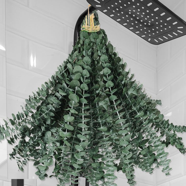 Bakewareind Dried Eucalyptus Leaves Preserved - Bakeware India