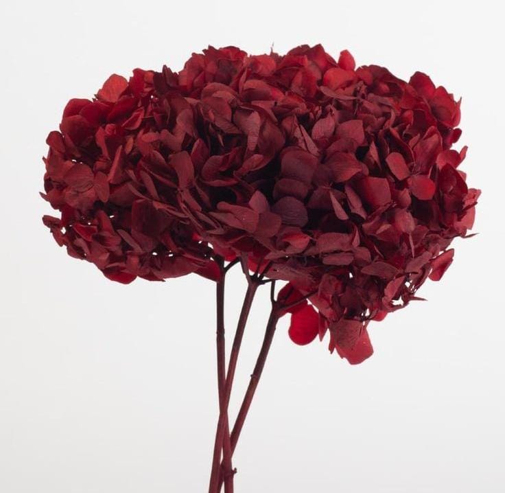 Bakewareind Dried Hydrangeas Leaves Preserved, Deep Red - Bakeware India