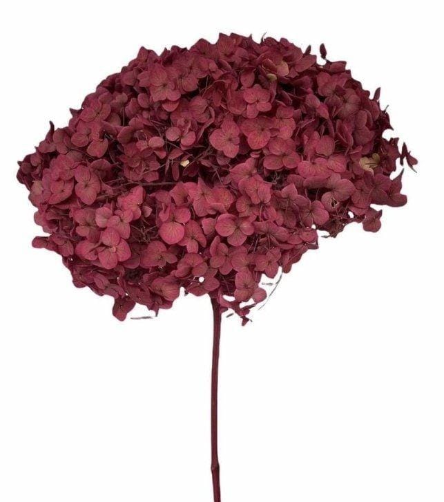 Bakewareind Dried Hydrangeas Leaves Preserved, Deep Red - Bakeware India
