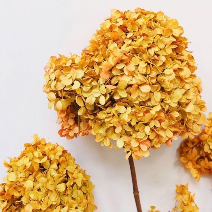Bakewareind Dried Hydrangeas Leaves Preserved, Deep Yellow - Bakeware India