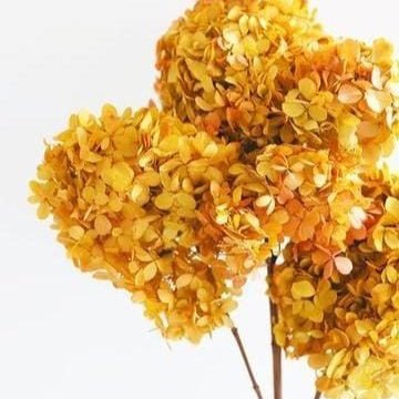 Bakewareind Dried Hydrangeas Leaves Preserved, Deep Yellow - Bakeware India