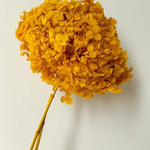 Bakewareind Dried Hydrangeas Leaves Preserved, Deep Yellow - Bakeware India