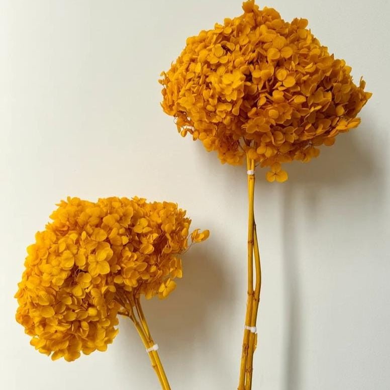 Bakewareind Dried Hydrangeas Leaves Preserved, Deep Yellow - Bakeware India