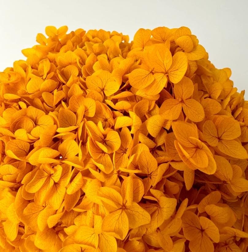 Bakewareind Dried Hydrangeas Leaves Preserved, Deep Yellow - Bakeware India