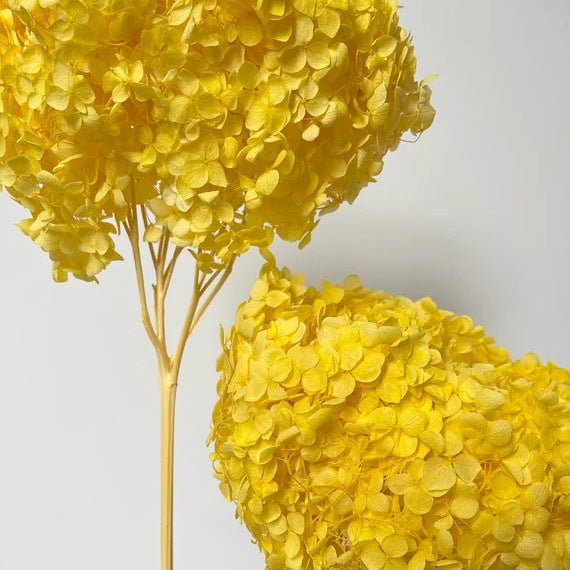 Bakewareind Dried Hydrangeas Leaves Preserved, Golden Yellow - Bakeware India