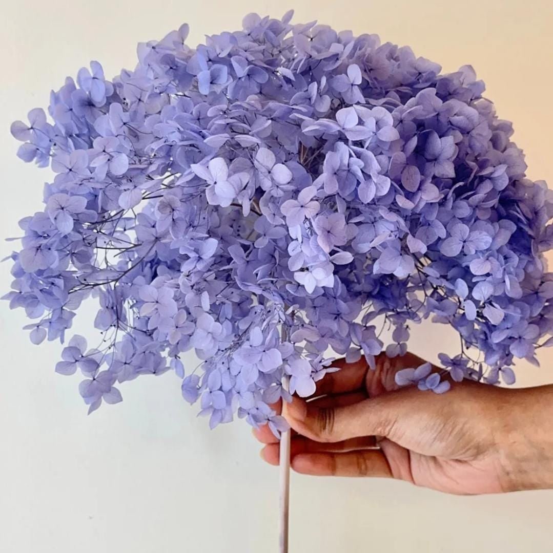 Bakewareind Dried Hydrangeas Leaves Preserved, Lavender - Bakeware India