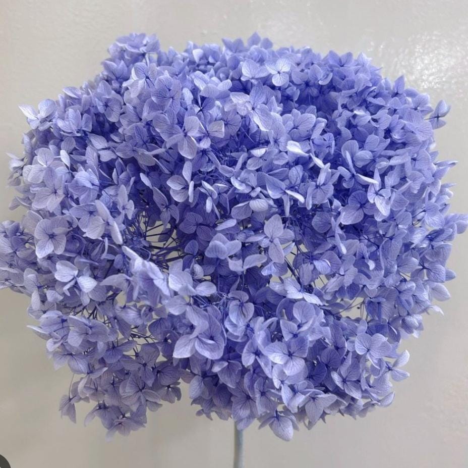 Bakewareind Dried Hydrangeas Leaves Preserved, Lavender - Bakeware India