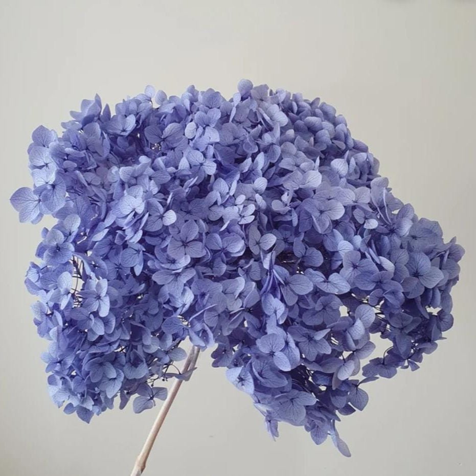 Bakewareind Dried Hydrangeas Leaves Preserved, Lavender - Bakeware India