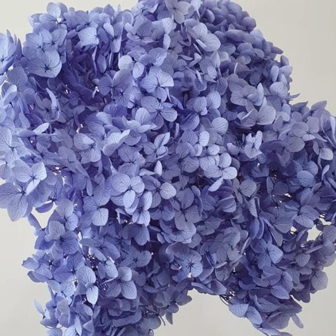Bakewareind Dried Hydrangeas Leaves Preserved, Lavender - Bakeware India