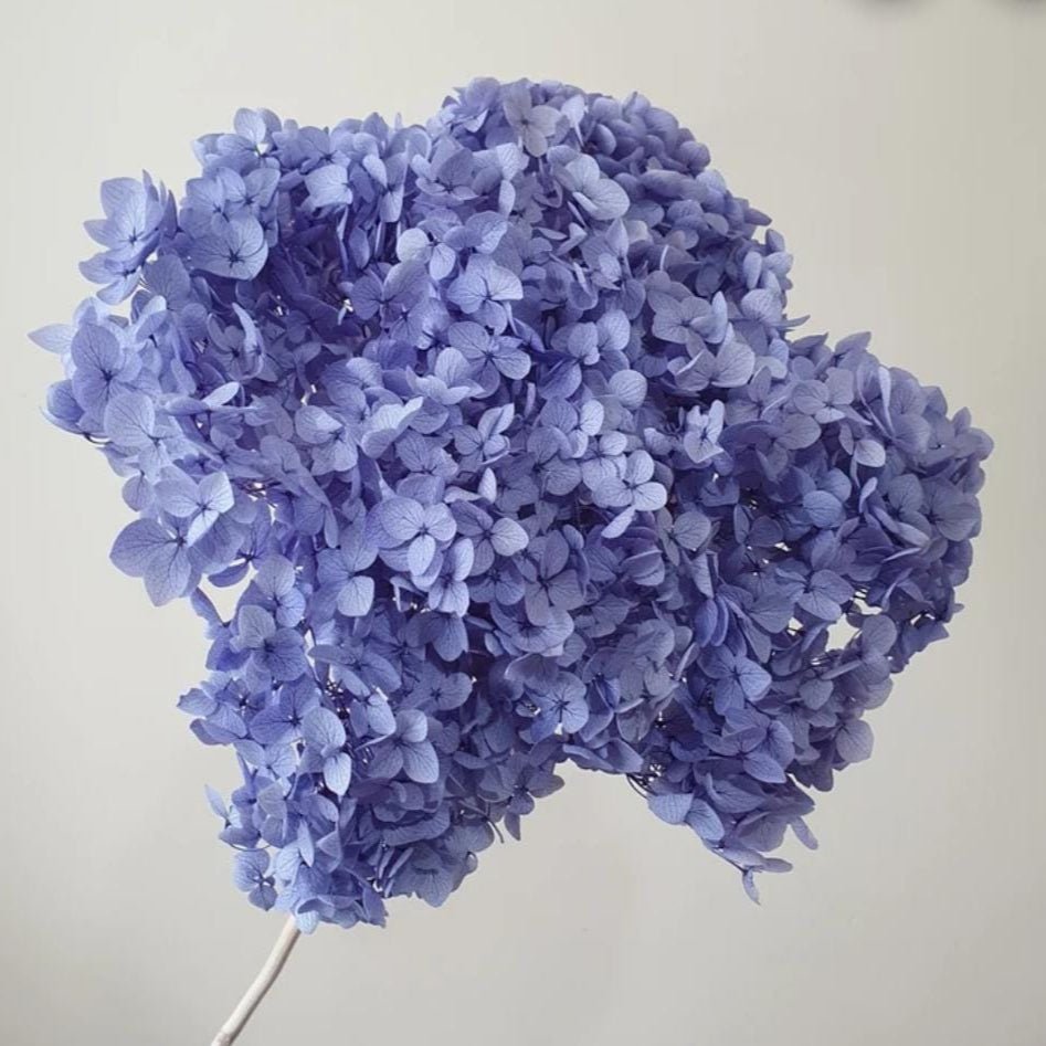 Bakewareind Dried Hydrangeas Leaves Preserved, Lavender - Bakeware India