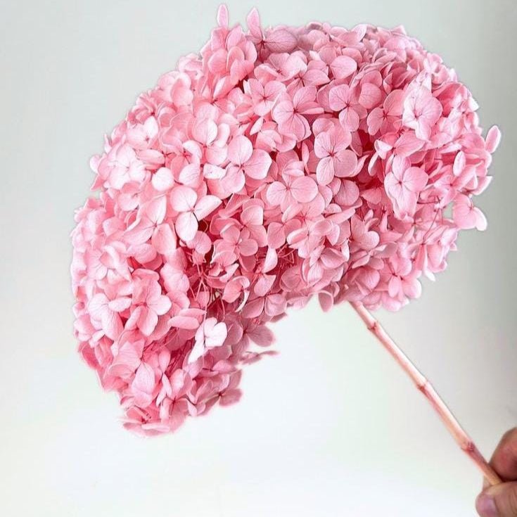 Bakewareind Dried Hydrangeas Leaves Preserved, Light pink - Bakeware India