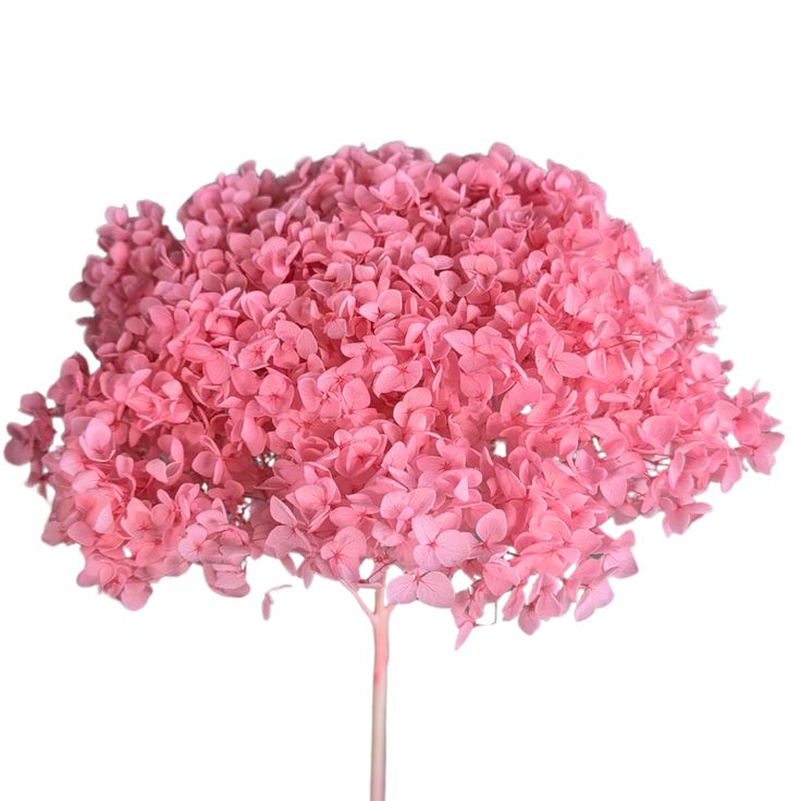 Bakewareind Dried Hydrangeas Leaves Preserved, Light pink - Bakeware India
