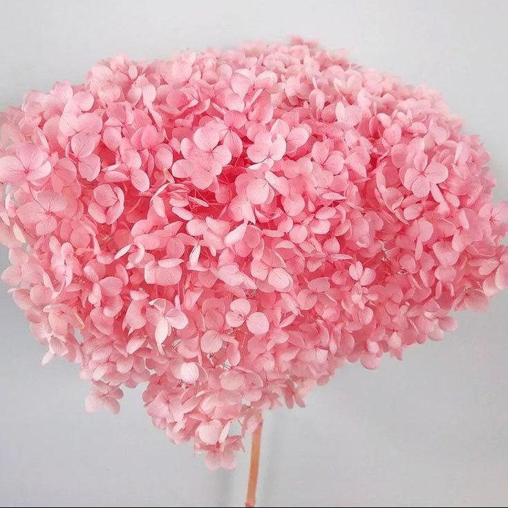 Bakewareind Dried Hydrangeas Leaves Preserved, Light pink - Bakeware India